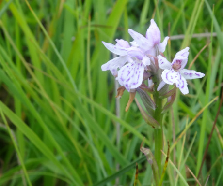 Spotted orchid