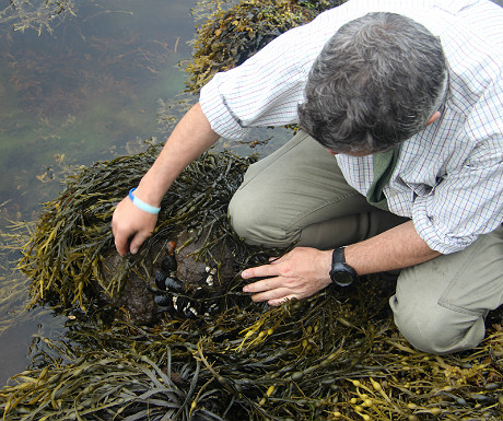 Finding mussels
