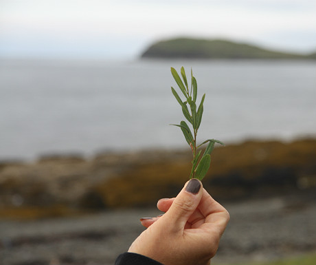 Bog myrtle