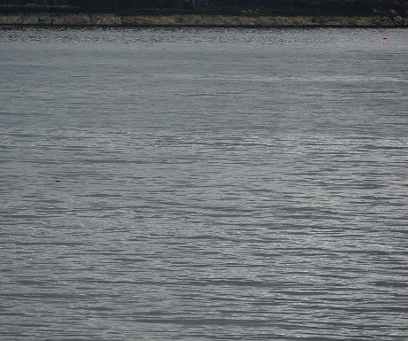 Otter distant