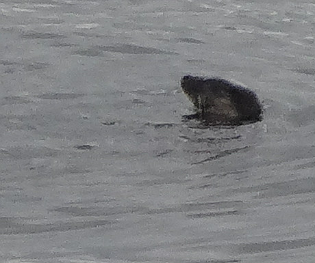 Otter