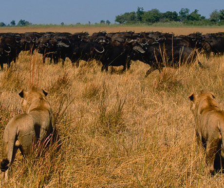 Duba Plains