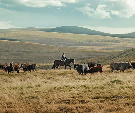 Riding past cattle on Dartmoor