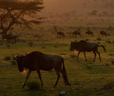 Serengeti Safari Camp