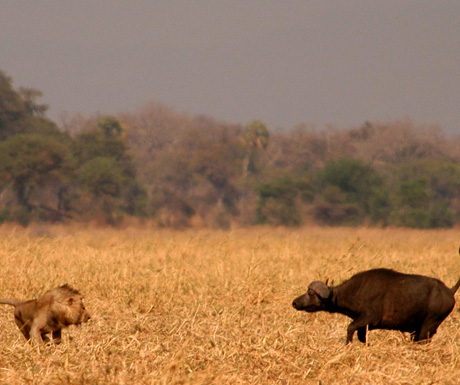 Lion and buffalo in Tanzania