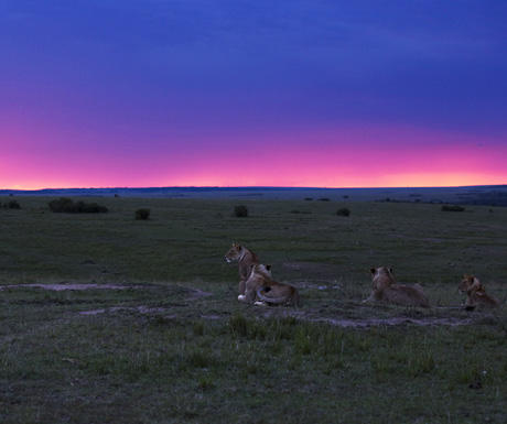 Lions