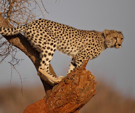 Pamushana cheetah