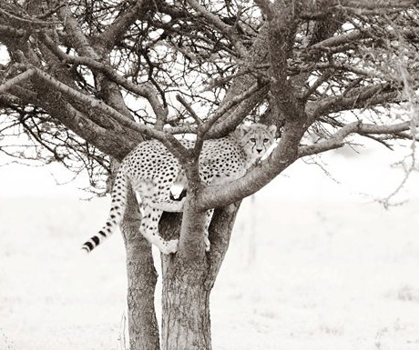 Namiri Plains cheetah