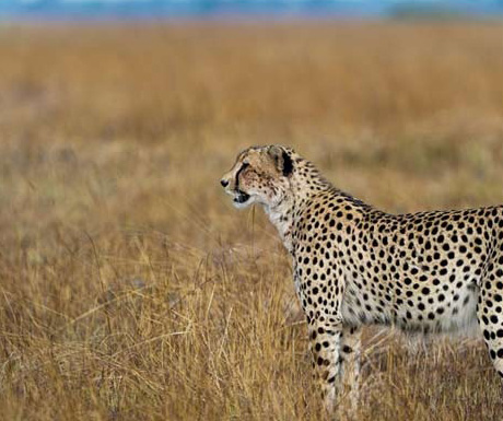 Robin Pope Safaris cheetah