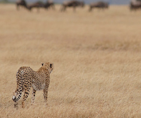 Nomad Tanzania cheetah