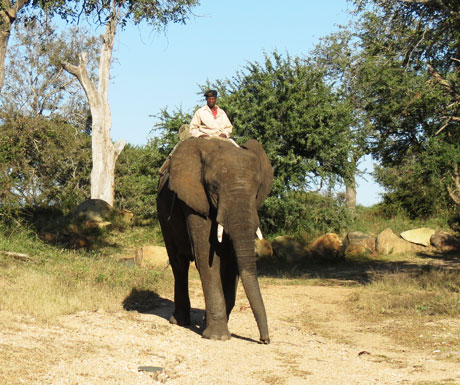 Elephant back safaris
