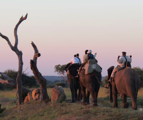 Elephant back safaris