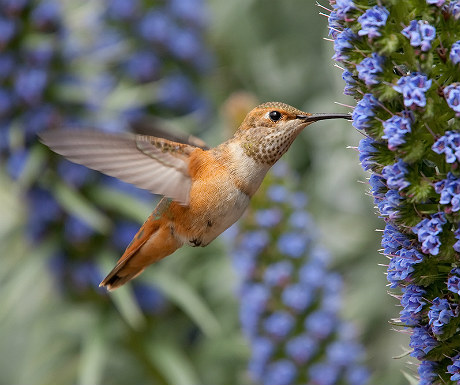 Madeira hummingbird