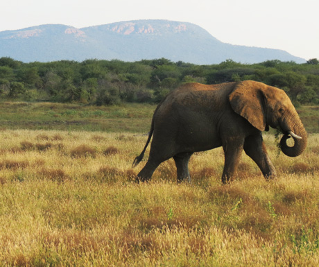 Madikwe elephant