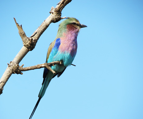 Madikwe birdlife