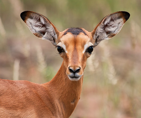 Young impala