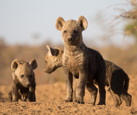 Hyena pups