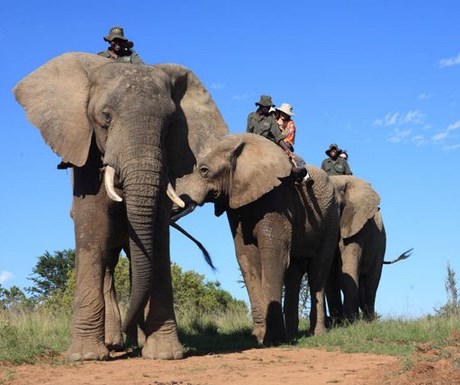 Addo elephant back safari