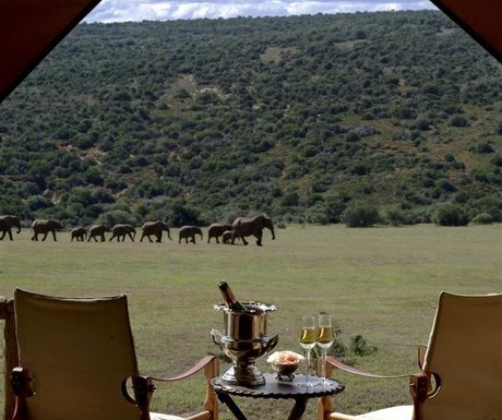 Gorah Elephant Camp - deck and elephants