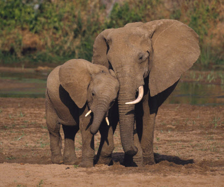 African Elephant