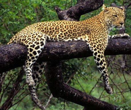 African leopard