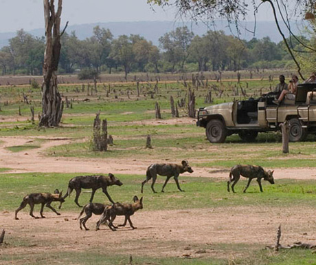 Wild dogs - Robin Pope Safaris