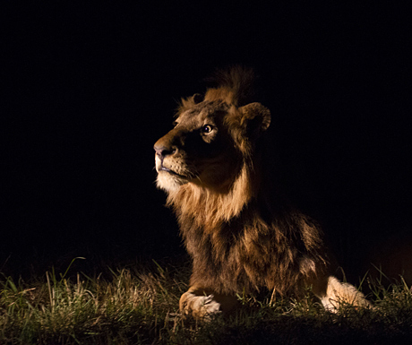 Startled lion