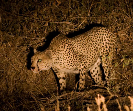 Manyara Ranch