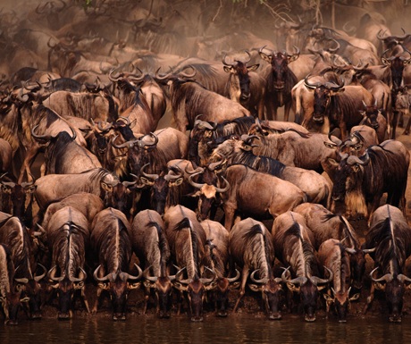 Great wildebeest migration