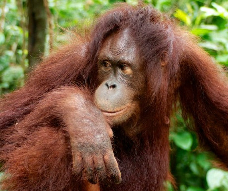 Orangutan