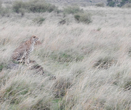 Masai Mara