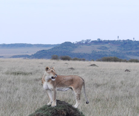 Masai Mara