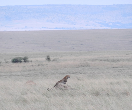 Masai Mara