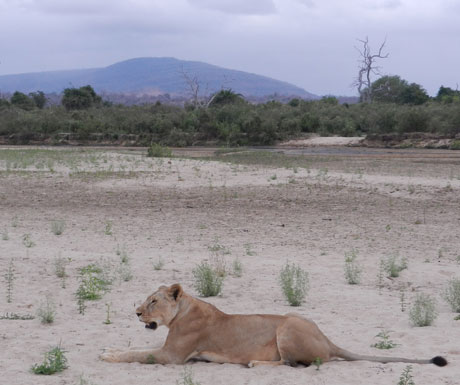 Sand Rivers Selous lion