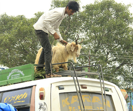 Goat on a van