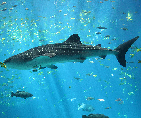 Whale shark