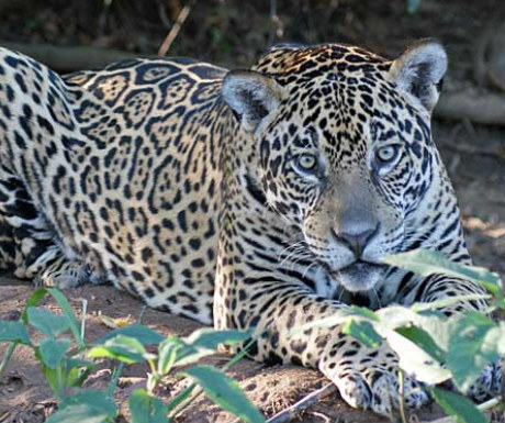 Jaguar