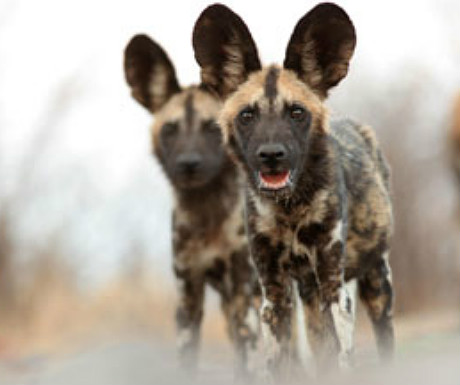 Wild dogs