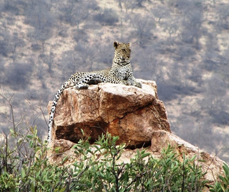 Leopard at Saruni Samburu
