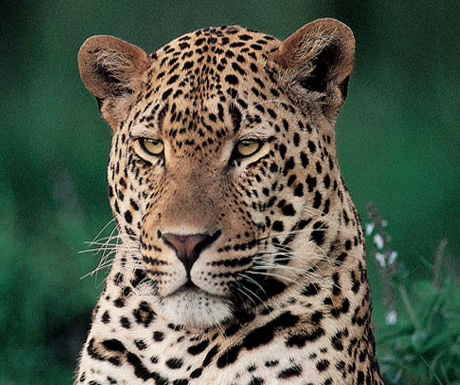 Leopard at Londolozi