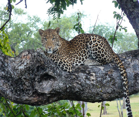 Leopard at Chinzombo