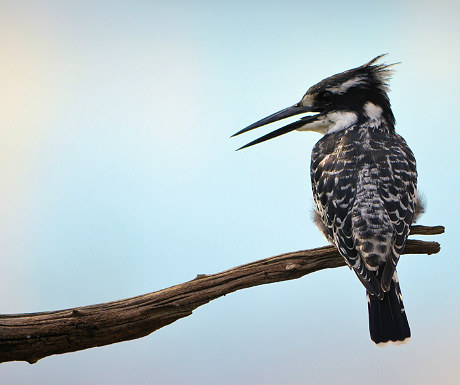 Pied kingfisher