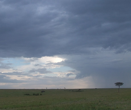 African plain