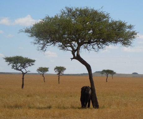 Safari wildlife