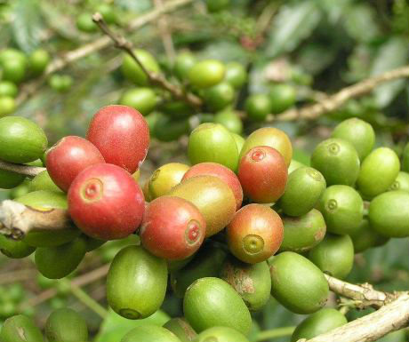 Coffee beans