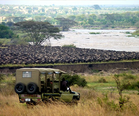 Wildebeest migration