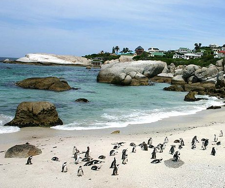 Penguins on Boulders Beach