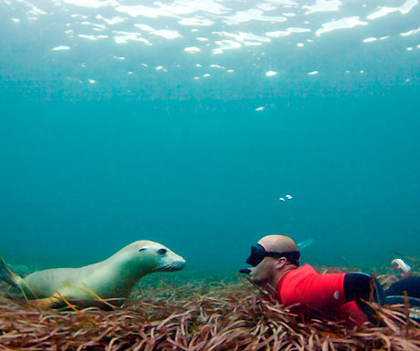 Swimming with sea lions with Adventure Bay Charters