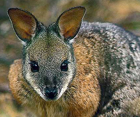 Kangaroo