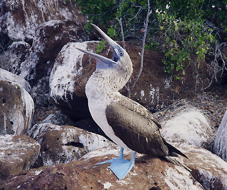 Galapagos bird